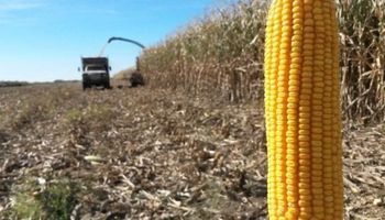 Cómo sacarle jugo al maíz tardío