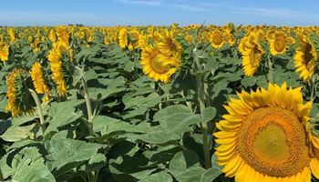 Giro en la campaña: sube el girasol por más área, pero el sorgo cae y recortan la producción nacional