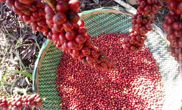 Cooxupé projeta receber 7 milhões de sacas de café neste ano