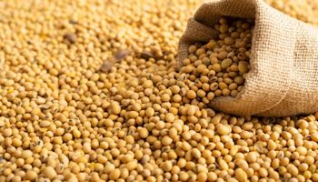 Datagro Grãos eleva projeção da safra da soja para 147,9 milhões de toneladas