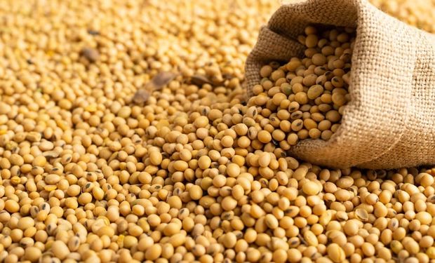 Datagro Grãos eleva projeção da safra da soja para 147,9 milhões de toneladas