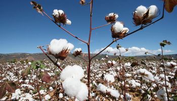 StoneX mantém safra de algodão em 3,74 milhões de toneladas e eleva exportação