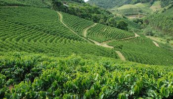 Chuvas favorecem safra de café 2026/27 e Brasil pode bater recorde