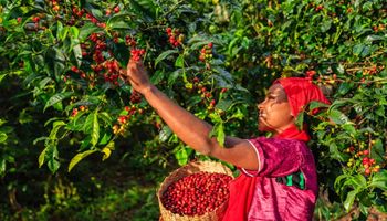 Cotação do café arábica sobe 3,3% em agosto