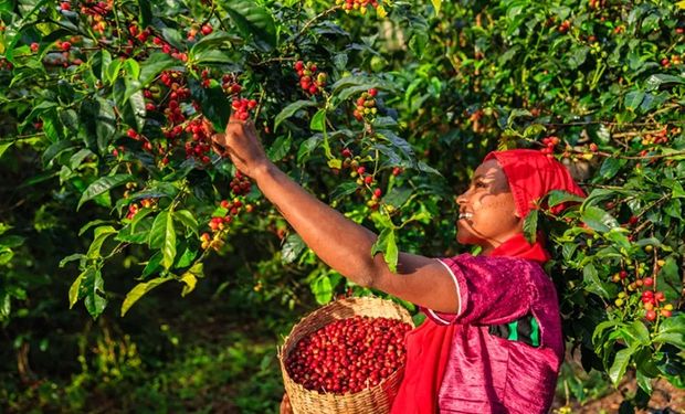 Café: Com foco nas chuvas do Brasil, arábica e conilon sobem nesta