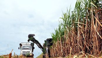 Menos açúcar, mais etanol: safra de cana muda perfil no Norte e Nordeste