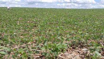 Safra de grãos no RS deve cair 7,1% e chegar a 32,8 milhões de toneladas