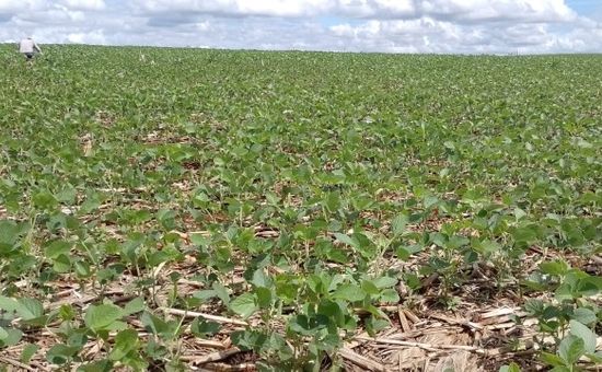 Segunda estimativa da Emater/RS-Ascar aponta impacto da estiagem e da irregularidade das chuvas nas lavouras do Rio Grande do Sul