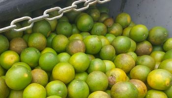 Safra de laranja cairá 12,9% com avanço do greening e queda de frutos