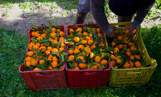 Peso médio dos frutos também foi revisto para baixo. (foto - CNA)