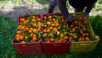 Cotação da laranja acomoda-se em patamar 60% mais alto após um ano