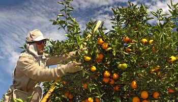 Estados Unidos devem colher menor safra de laranjas desde 1937