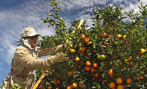 Greening e eventos climáticos vêm reduzindo produção dos Estados Unidos nos últimos anos. (foto - CitrusBr