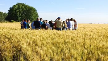 Safra recorde de trigo na Argentina acende alerta sobre qualidade do grão