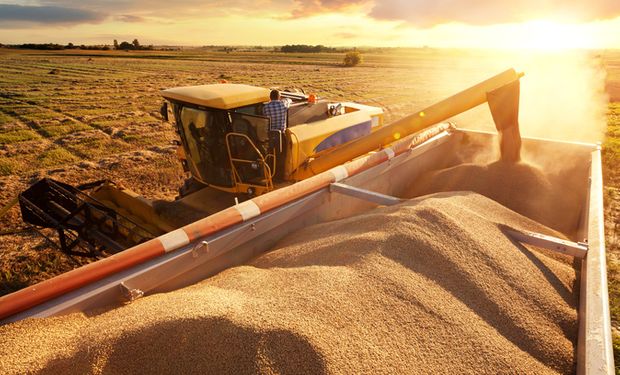 Rio Grande do Sul estima maior produção de trigo da história em 2022