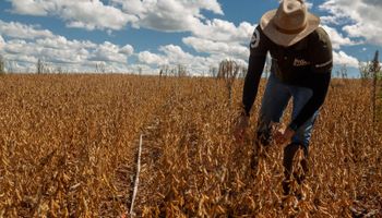 Produtividade e área plantada elevam estimativa da safra de soja para 184,7 milhões de toneladas