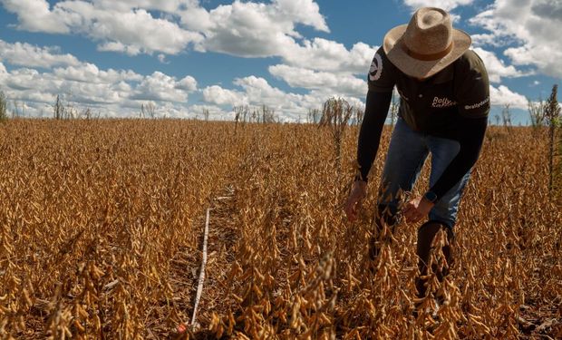 Produtividade e área plantada elevam estimativa da safra de soja para 184,7 milhões de toneladas