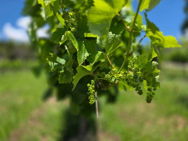 oto-Viviane-Zanella-Embrapa-Uva-e-Vinho--1- (1)