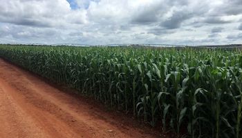 Maíz: en Brasil falta atrazina y enciende alarmas sobre la producción de la safrinha