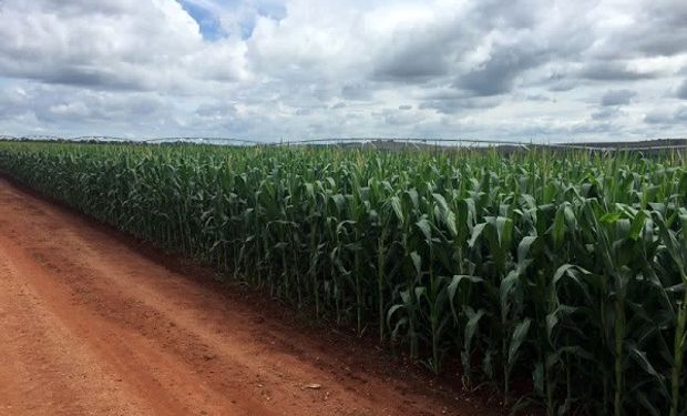 Maíz: en Brasil falta atrazina y enciende alarmas sobre la producción de la safrinha