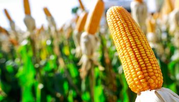 Safras corta previsão de safra de milho do Brasil por conta da seca
