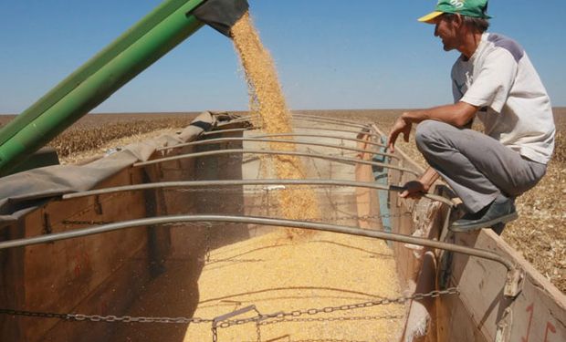 Maíz en Brasil: gana ritmo la cosecha de la safrinha y se esperan 108,4 millones de toneladas