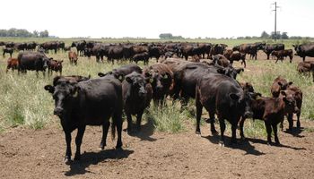 Alemania pide detalles a Uruguay sobre la sostenibilidad de su ganadería