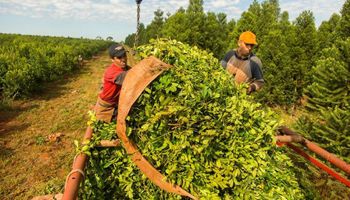 Aumentó el salario del peón rural: en cuánto quedó el sueldo mínimo mensual y el jornal