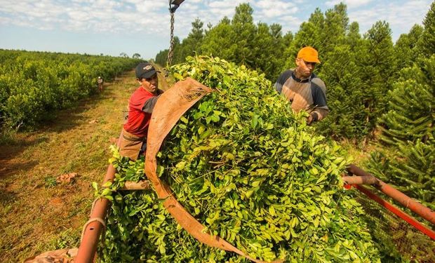 Aumentó el salario del peón rural: en cuánto quedó el sueldo mínimo mensual y el jornal