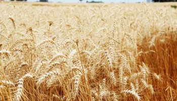 Precio hasta 45% superior para el trigo de alta calidad
