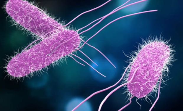 Salmonella: por qué se declaró alerta epidemiológica y cómo prevenir la enfermedad