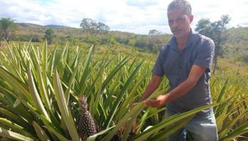 Política pública ajuda pequeno produtor a "descascar" o abacaxi