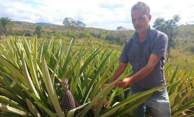 Gilberto Oliveira pretende colher sozinho entre 30 e 40 mil unidades. (Foto: Mapa)