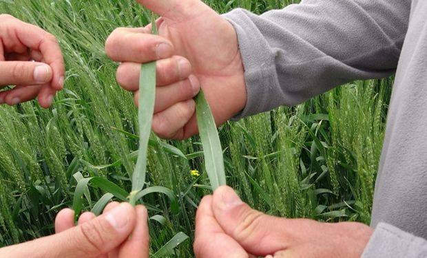 Cuánto cuesta sembrar una hectárea de trigo