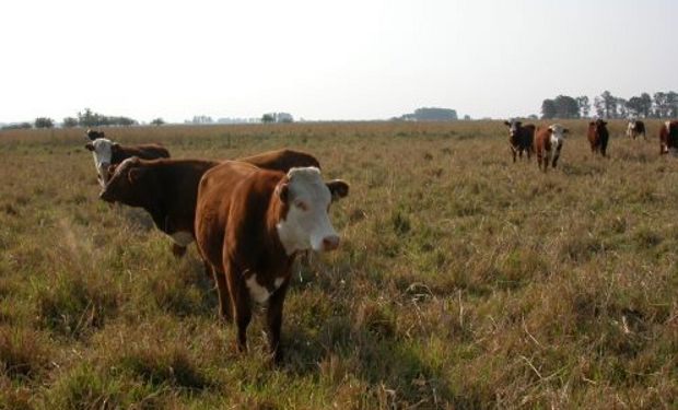 Una buena situación sanitaria y nutricional incrementa la eficiencia y los kilos de carne por hectáreas logrados.