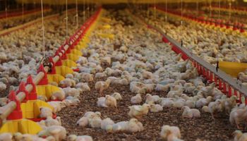 Santa Catarina fatura 27,8% a mais com exportações de frango no 1º bi de 2023