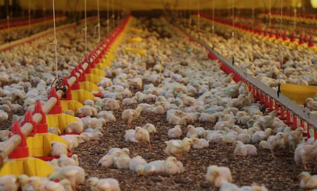 Brasil é maior produtor de carne de frango do mundo. (foto - governo de SC)