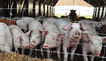 El sector porcino responde a las críticas ambientales y pone condiciones para la inversión de China