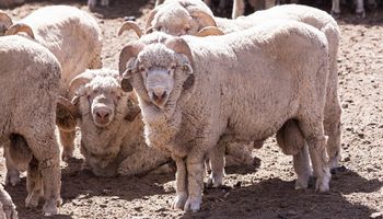 Declaran la alerta por sarna ovina: Senasa detectó focos emergentes en zonas libres