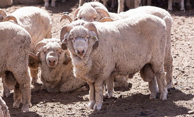 Declaran la alerta por sarna ovina: Senasa detectó focos emergentes en zonas libres