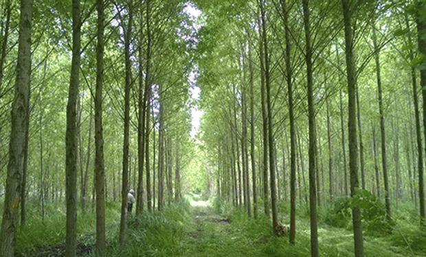 Este logro amplía y mejora la disponibilidad forestal de la región.