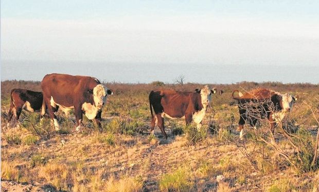 Río Negro: declaran la emergencia agropecuaria por la sequía