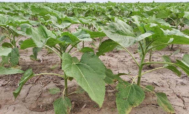 Santa Fe: se paraliza la siembra de girasol y maíz de primera por falta de agua