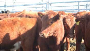 Poca demanda de hacienda liviana