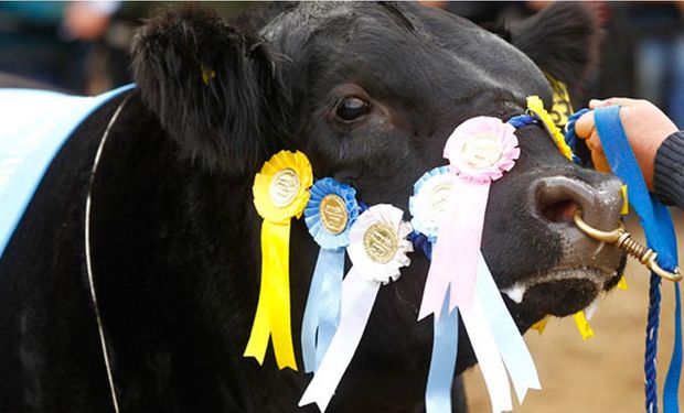 Mañana ingresa el primer animal a La Rural 