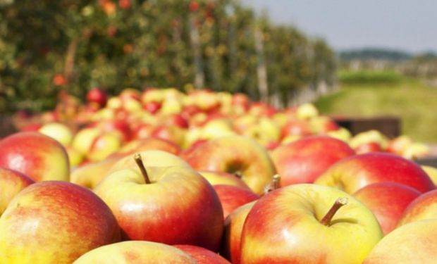 Un grupo de académicos del Reino Unido suponen que en tan solo tres años podría haber en el mercado pequeños robots trabajando en los frutales.