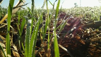 El trigo salió intacto de la gran helada de esta semana