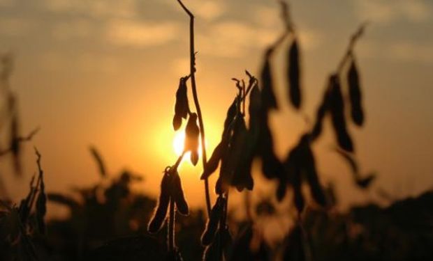 Ayer el USDA reportó exportaciones semanales de poroto de soja por 1,5 mill.tt., bastante por encima de lo esperado por los analistas.