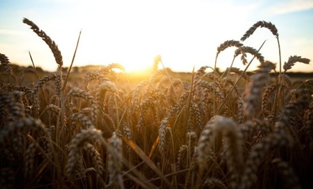 Los fondos de inversión están recortando sus posiciones vendidas en trigo, lo que brinda impulso adicional a los precios del cereal.