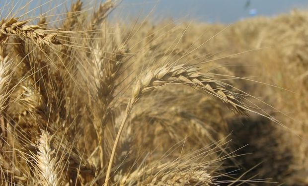 China absorvería la gran cosecha de trigo de Australia